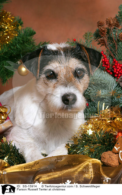 Parson Russell Terrier an Weihnachten / Parson Russell Terrier at christmas / SS-15914