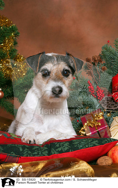 Parson Russell Terrier an Weihnachten / Parson Russell Terrier at christmas / SS-15920