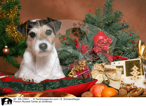 Parson Russell Terrier an Weihnachten / Parson Russell Terrier at christmas / SS-15921