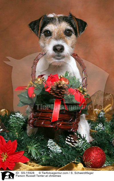 Parson Russell Terrier an Weihnachten / Parson Russell Terrier at christmas / SS-15928