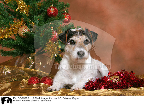 Parson Russell Terrier an Weihnachten / Parson Russell Terrier at christmas / SS-15933