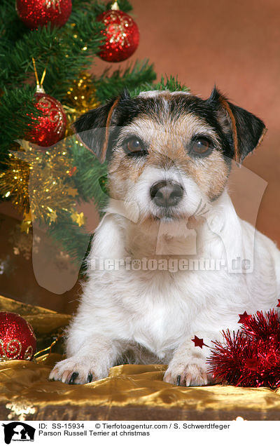 Parson Russell Terrier an Weihnachten / Parson Russell Terrier at christmas / SS-15934