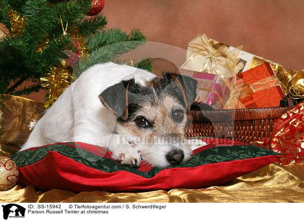 Parson Russell Terrier an Weihnachten / Parson Russell Terrier at christmas / SS-15942