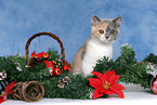 British Shorthair Kitten at christmas