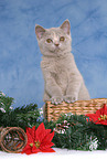 British Shorthair Kitten at christmas