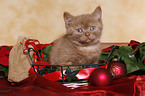 christmas kitten