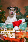 Parson Russell Terrier at christmas