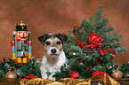 Parson Russell Terrier at christmas