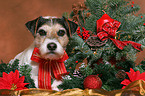 Parson Russell Terrier at christmas