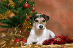 Parson Russell Terrier at christmas