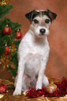 Parson Russell Terrier at christmas