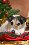 Parson Russell Terrier at christmas