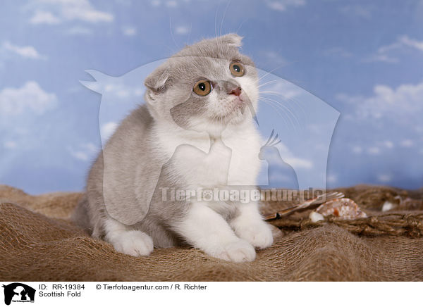 Schottische Faltohrkatze / Scottish Fold / RR-19384