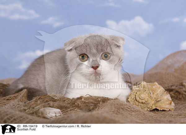 Schottische Faltohrkatze / Scottish Fold / RR-19419