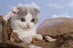 Scottish Fold