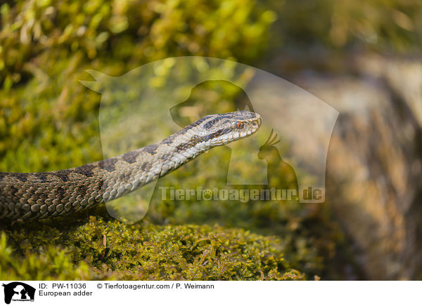 Kreuzotter / European adder / PW-11036