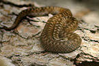 European adder