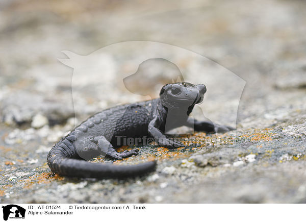 Alpine Salamander / AT-01524
