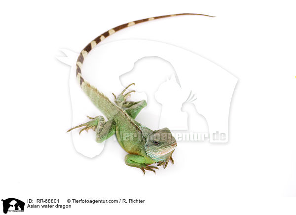 Grne Wasseragame Grner / Asian water dragon / RR-68801