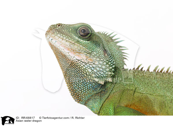 Grne Wasseragame Grner / Asian water dragon / RR-68817