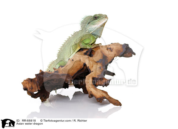 Grne Wasseragame Grner / Asian water dragon / RR-68818