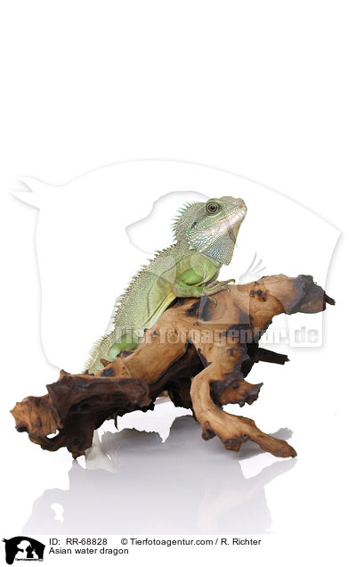 Grne Wasseragame Grner / Asian water dragon / RR-68828