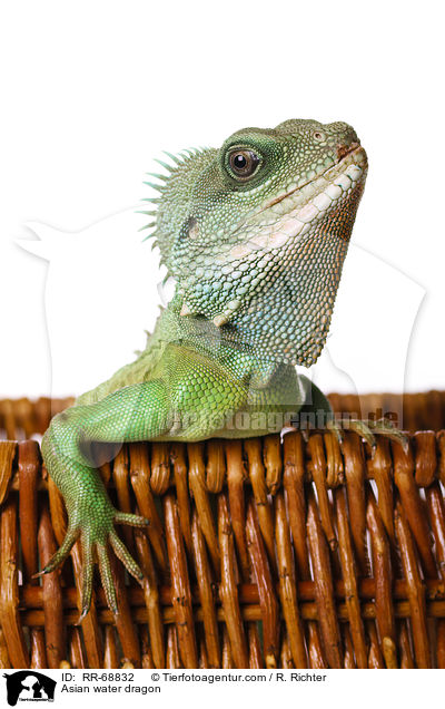 Grne Wasseragame Grner / Asian water dragon / RR-68832