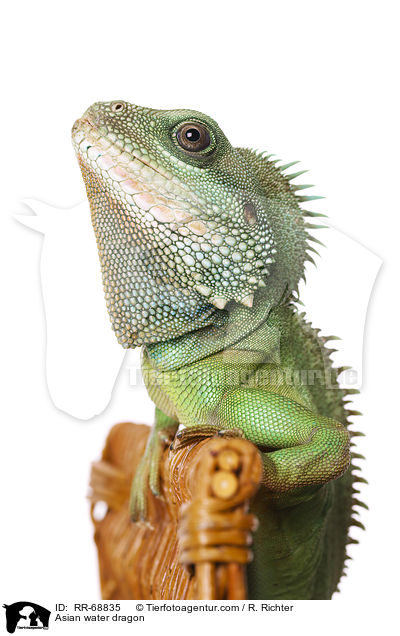 Grne Wasseragame Grner / Asian water dragon / RR-68835