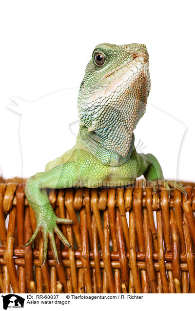 Grne Wasseragame Grner / Asian water dragon / RR-68837