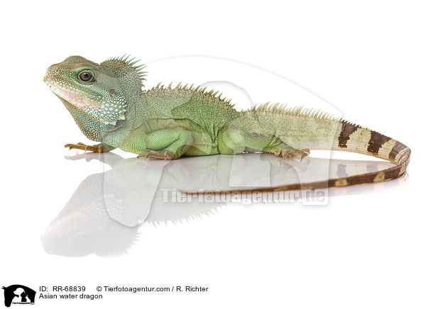 Grne Wasseragame Grner / Asian water dragon / RR-68839