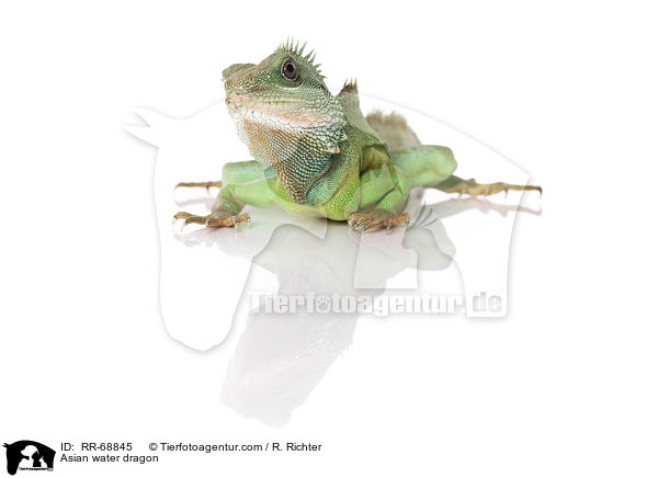 Grne Wasseragame Grner / Asian water dragon / RR-68845