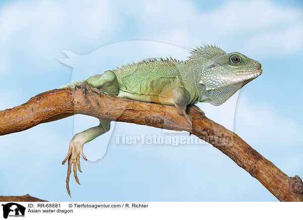 Grne Wasseragame Grner / Asian water dragon / RR-68881