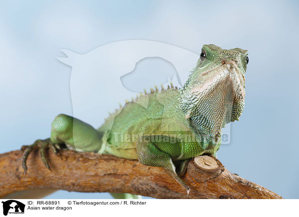 Grne Wasseragame Grner / Asian water dragon / RR-68891