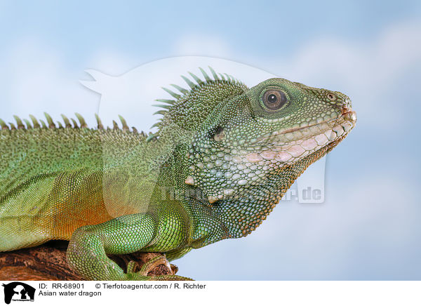 Asian water dragon / RR-68901