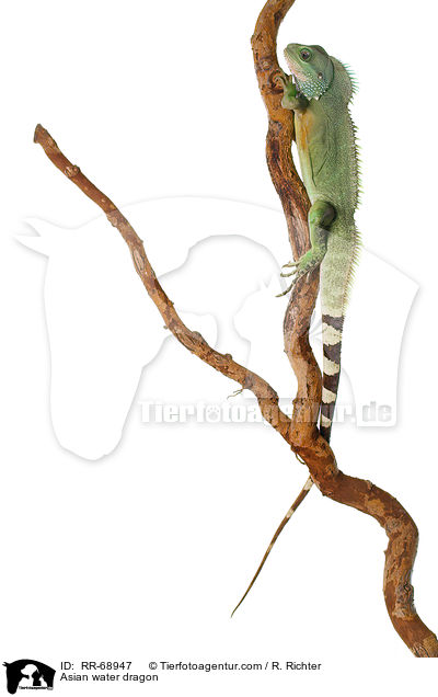 Grne Wasseragame Grner / Asian water dragon / RR-68947