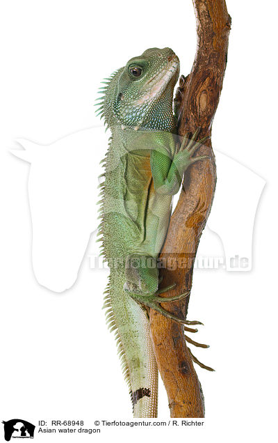 Asian water dragon / RR-68948