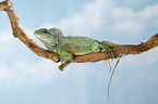 Asian water dragon