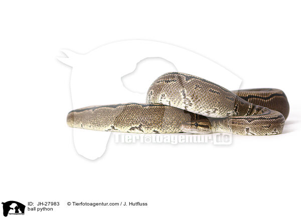 ball python / JH-27983