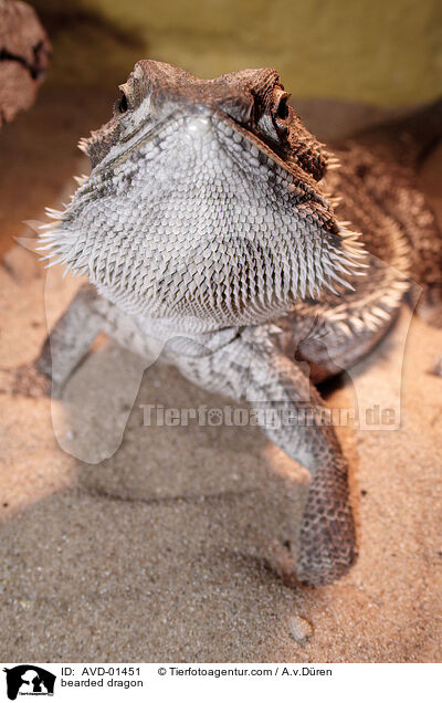 Bartagame / bearded dragon / AVD-01451