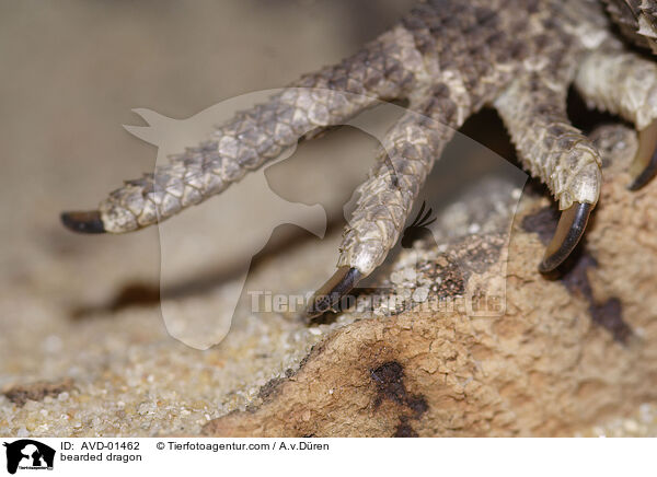 Fu einer Bartagame / bearded dragon / AVD-01462