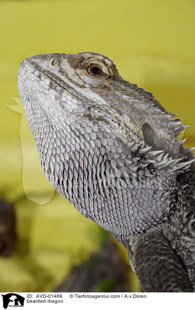 gelbe Bartagame / bearded dragon / AVD-01469