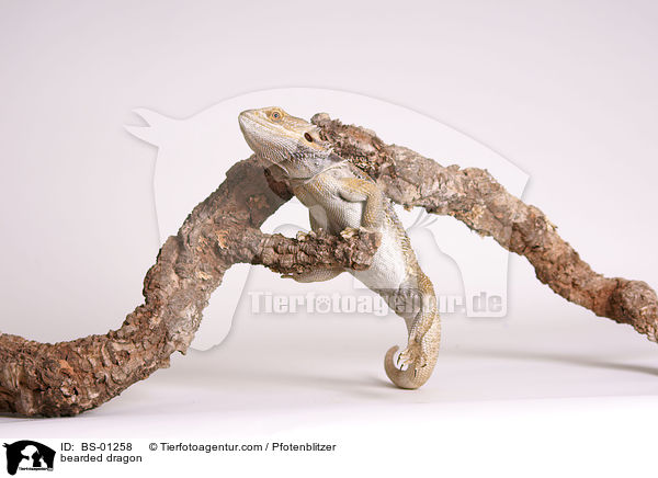 Bartagame / bearded dragon / BS-01258