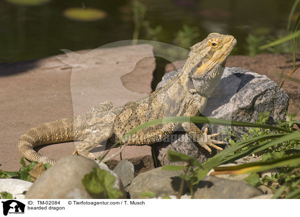 Bartagame / bearded dragon / TM-02084