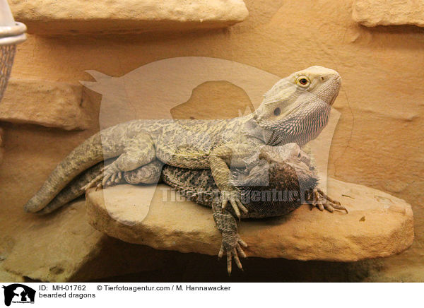 Bartagamen / bearded dragons / MH-01762