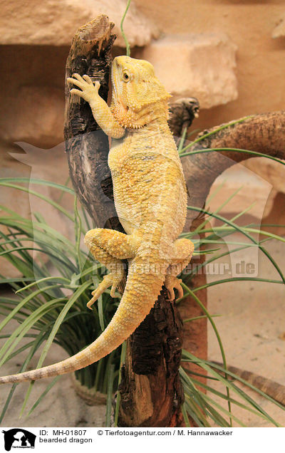 Bartagame / bearded dragon / MH-01807