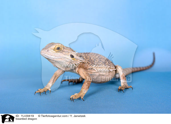 Bartagame / bearded dragon / YJ-09419