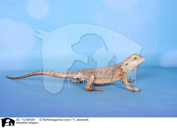 bearded dragon / YJ-09424