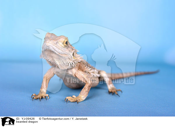 Bartagame / bearded dragon / YJ-09426