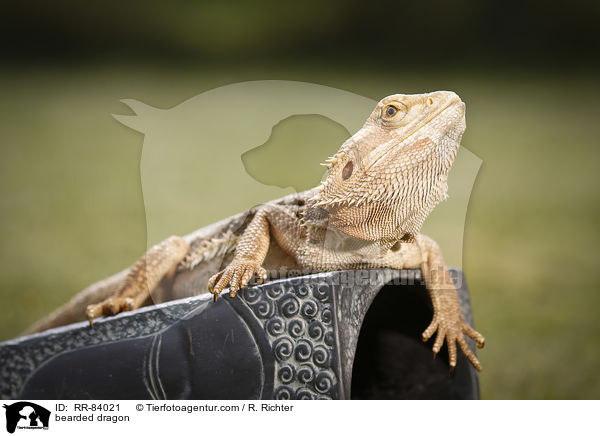 Bartagame / bearded dragon / RR-84021