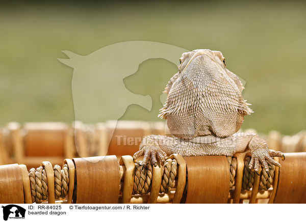 Bartagame / bearded dragon / RR-84025